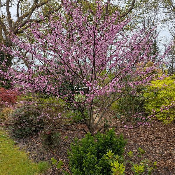 Cercis canadensis Hearts of Gold