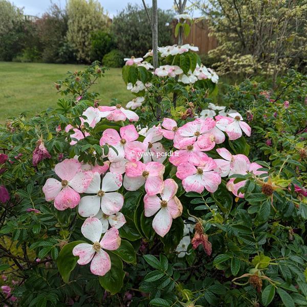 Cornus Hyperion