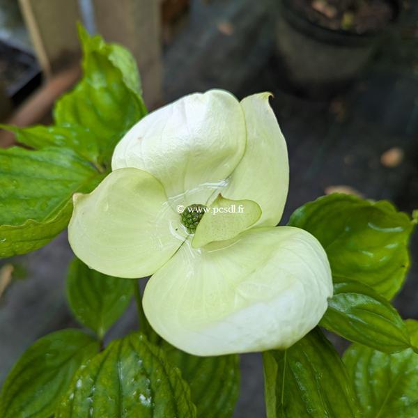 Cornus Vulcan (1)