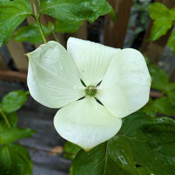 Cornus Vulcan (2)