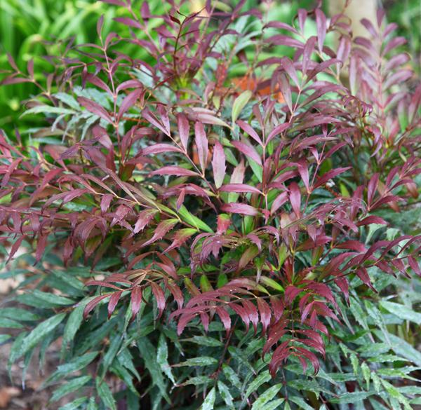 Mahonia Meteor (9)
