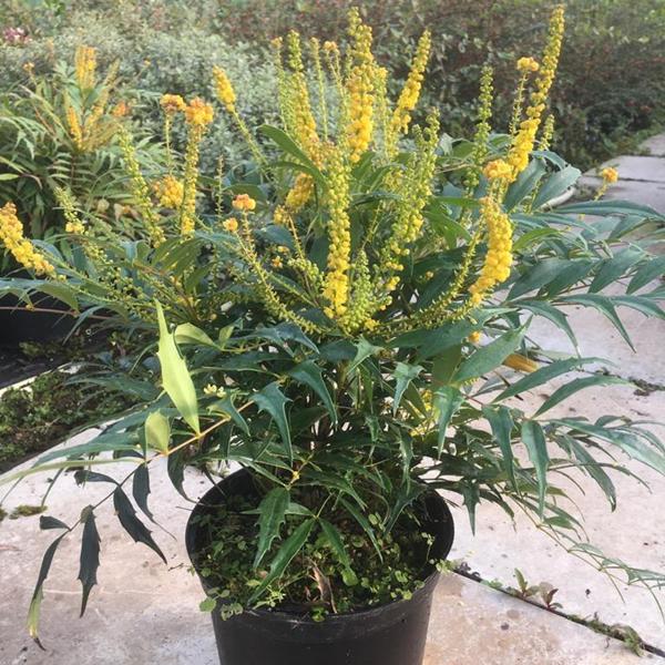 Mahonia Meteor (29)