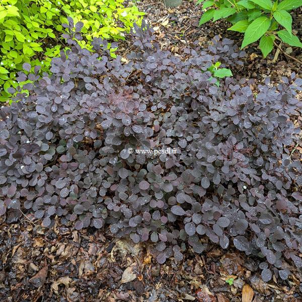 Cotinus coggygria Lilla
