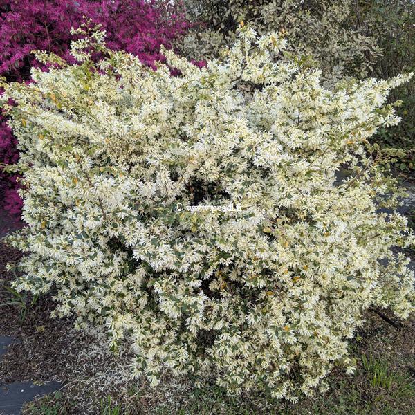 Loropetalum chinense Carolina Moonlight