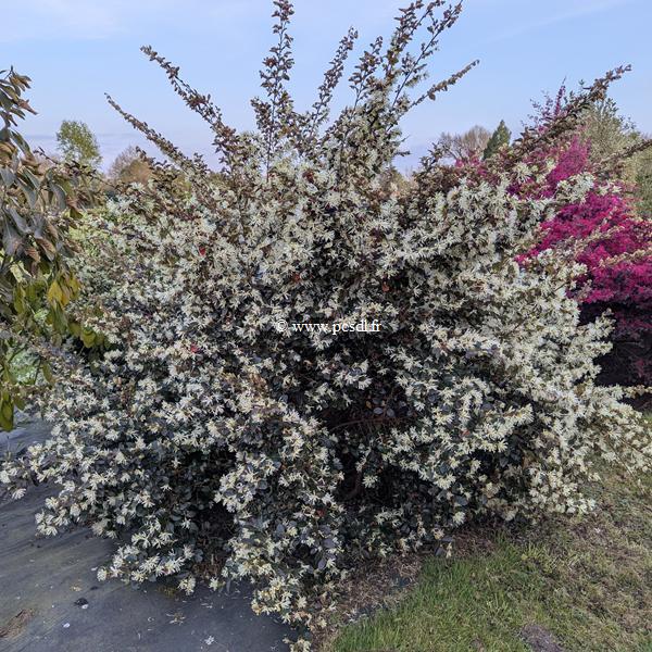Loropetalum chinense rubrum Ruby Snow