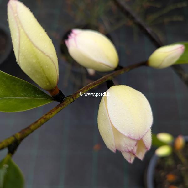 Magnolia Fairy Lime (1)