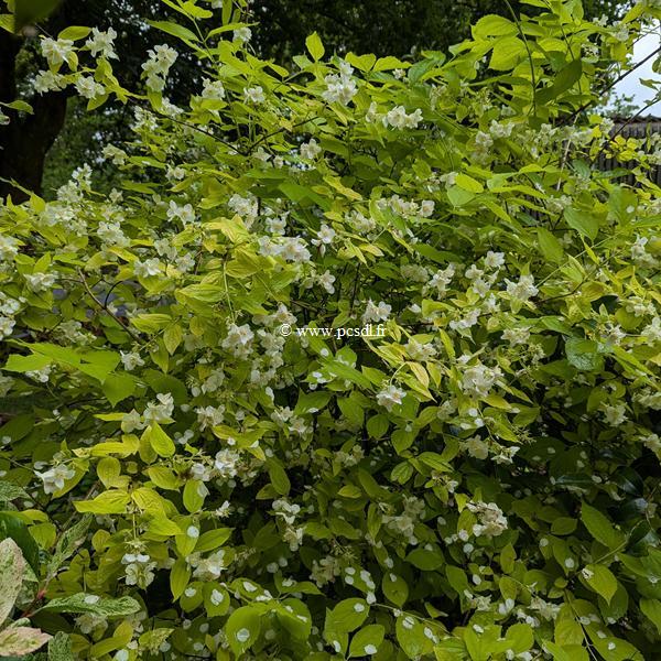 Philadelphus coronarius Aureus