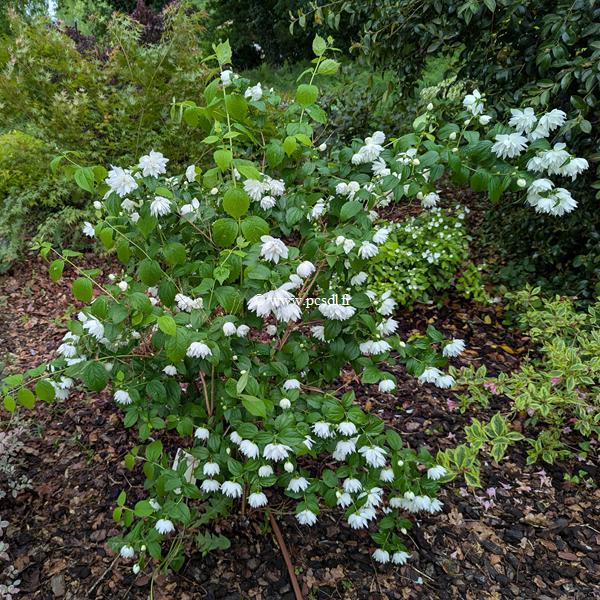 Philadelphus Pearls of Perfume (2)