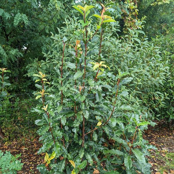 Photinia serratifolia Crunchy