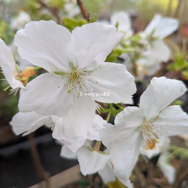 Prunus Tai Haku (1)