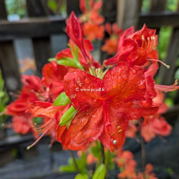 Rhododendron Feuerwerk (2)