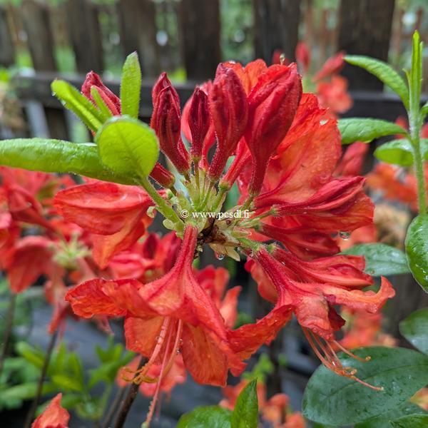 Rhododendron Feuerwerk (1)