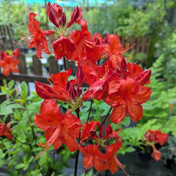 Rhododendron Parkfeuer