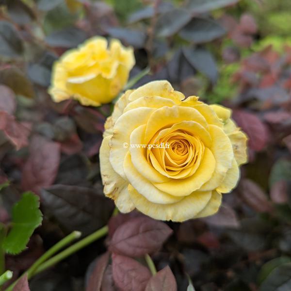 Rosa Sunmaid