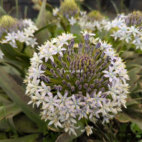 Scilla peruviana Alba