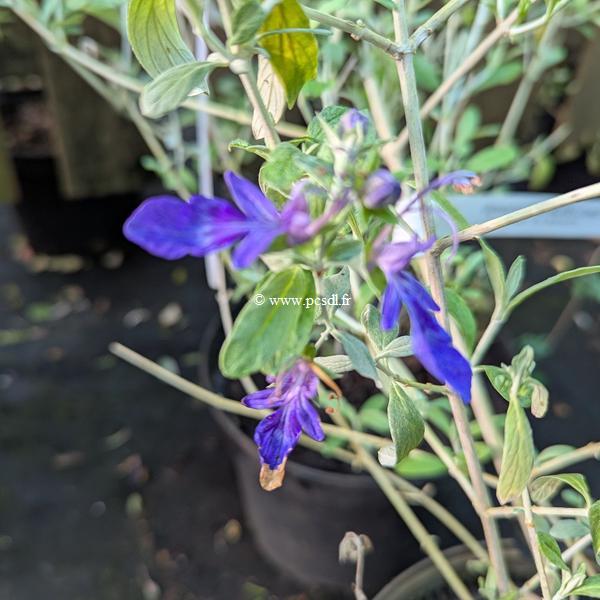 Teucrium fruticans Indyho