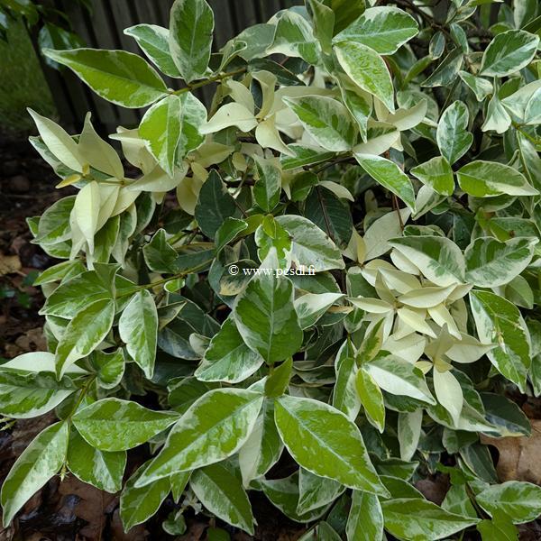 Trachelospermum jasminoides Variegatum (1)