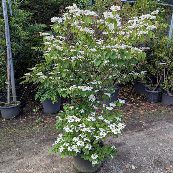 Viburnum plicatum Pinkimono