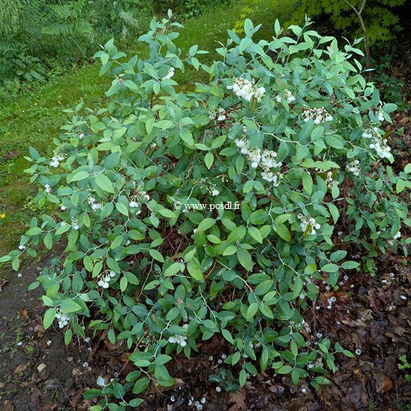 Zenobia pulverulenta Blue Sky (2)