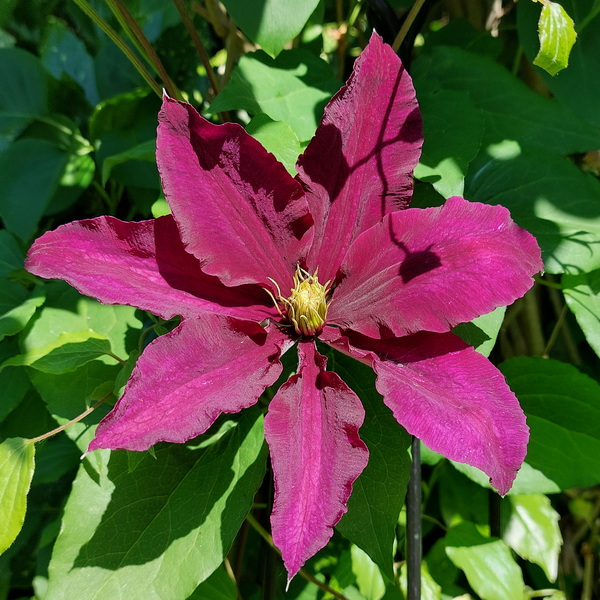 Clematis Niobe