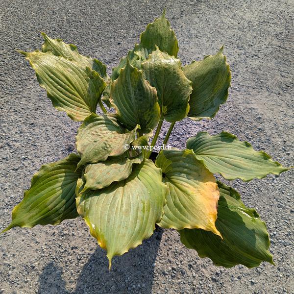 Hosta Queen of the Seas