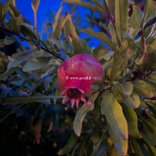 Punica granatum Wonderful
