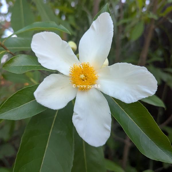 Gordlinia grandiflora (1)