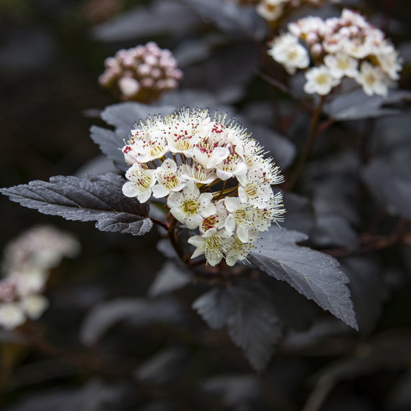 Physocarpus opulifolius Diabolo (1)