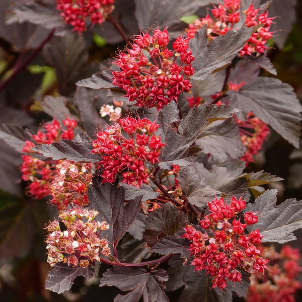 Physocarpus opulifolius Diabolo (3)