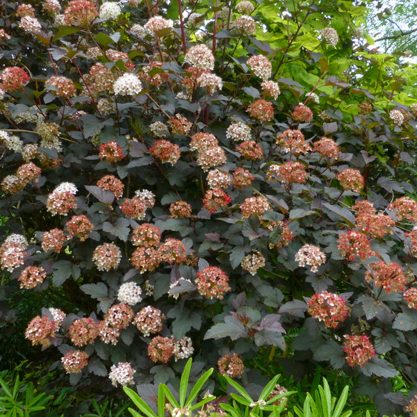 Physocarpus opulifolius Diabolo (4)