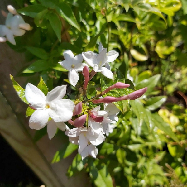 Jasminum Starry Night (3)