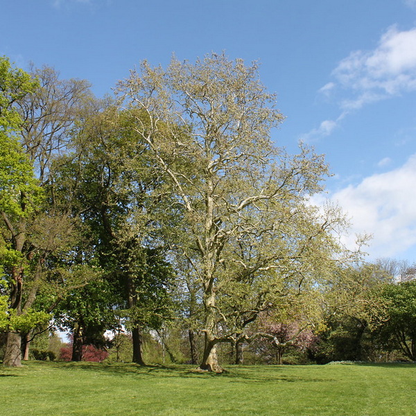 Platanus x hispanica (1)