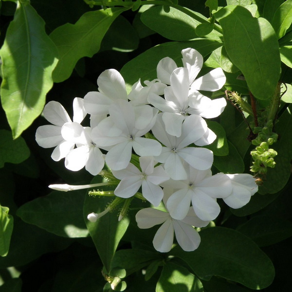 Plumbago auriculata alba (1)
