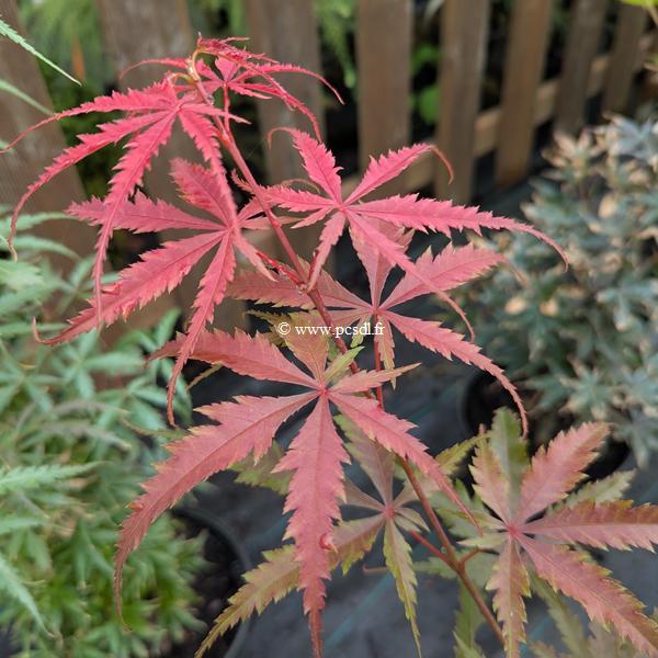 Acer palmatum Jerre Schwartz (2)