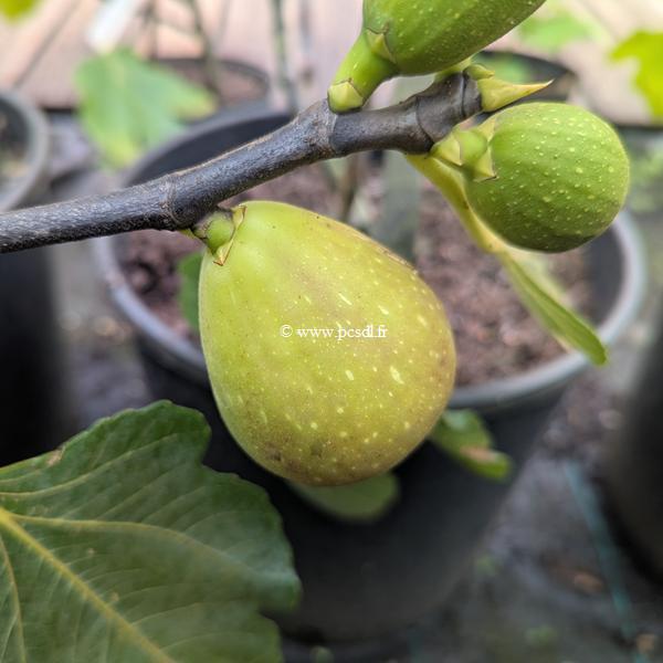 Ficus carica Brown Turkey