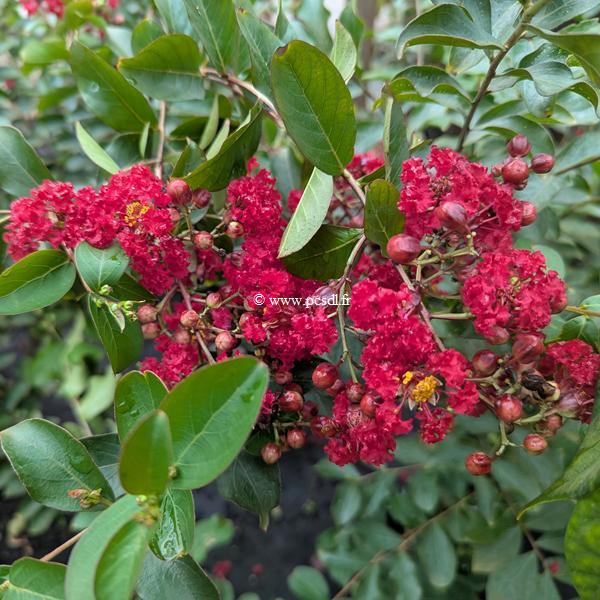 Lagerstroemia indica Ruffled Red Magic (2)