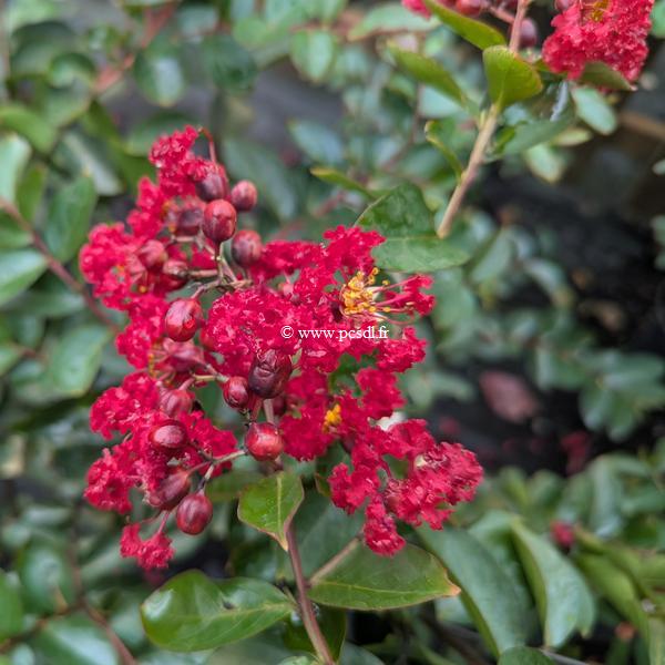 Lagerstroemia indica Ruffled Red Magic (1)
