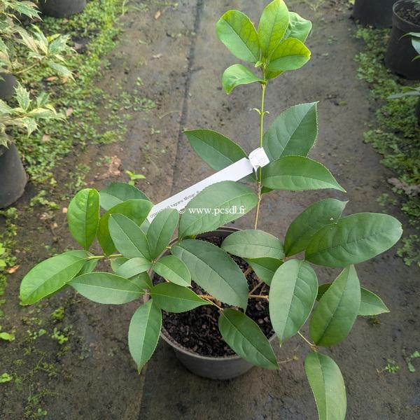 Osmanthus fragrans Mintian