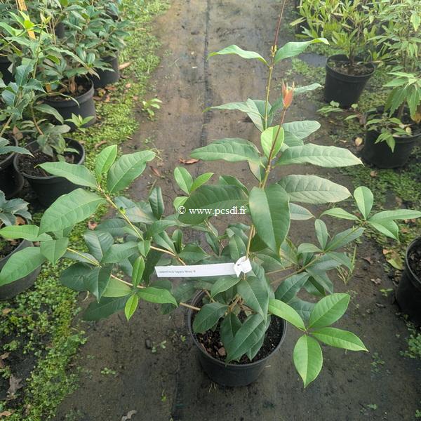 Osmanthus fragrans Minsiji