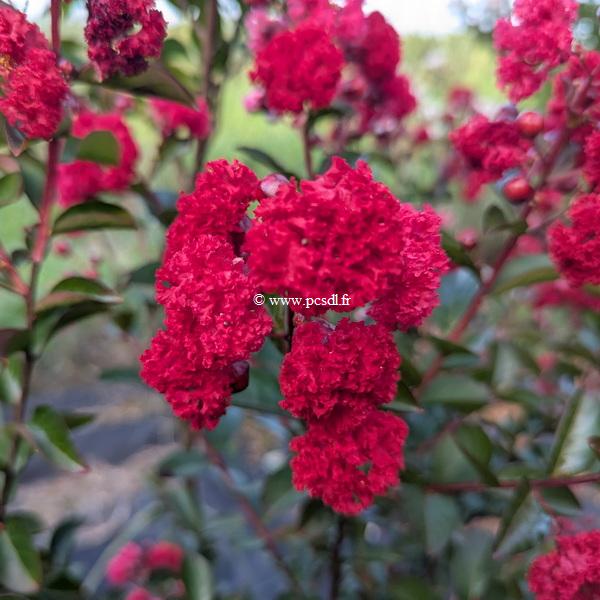 Lagerstroemia indica Ruffled Red Magic (1)