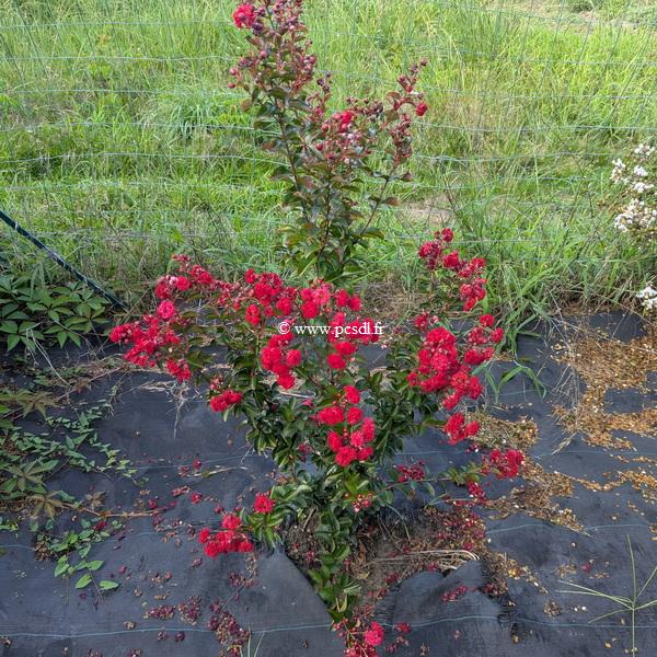 Lagerstroemia indica Ruffled Red Magic (2)