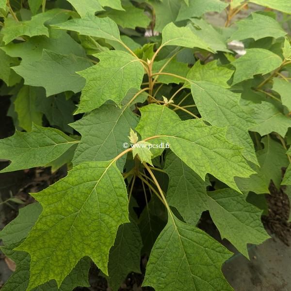 Hydrangea quercifolia Tara (2)