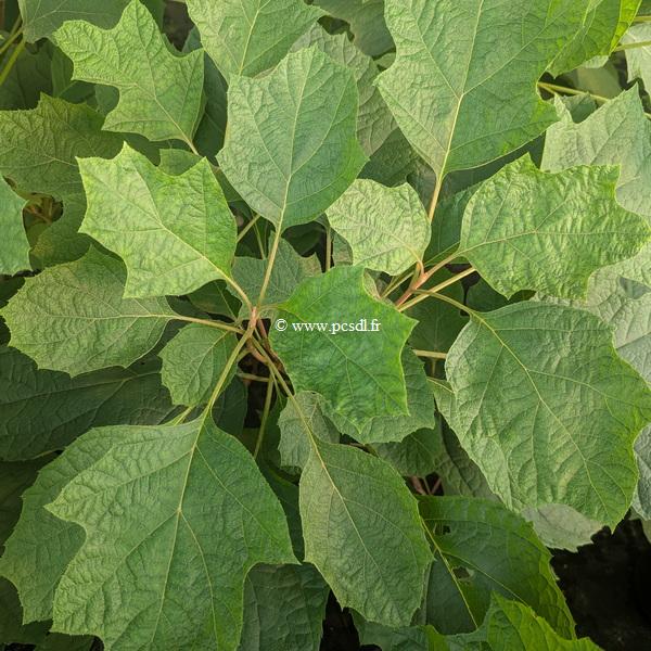 Hydrangea quercifolia Little Yeti
