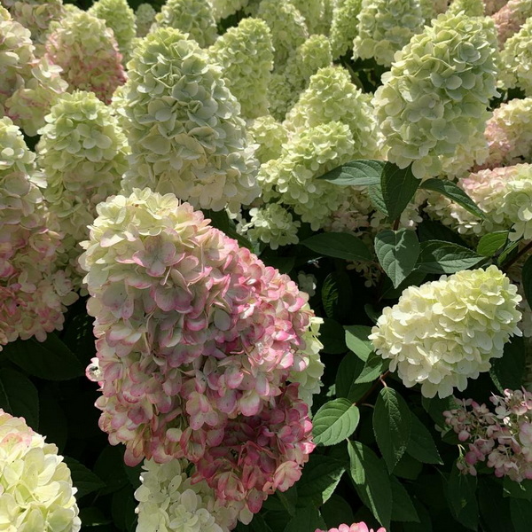 Hydrangea paniculata Bonfire (1)