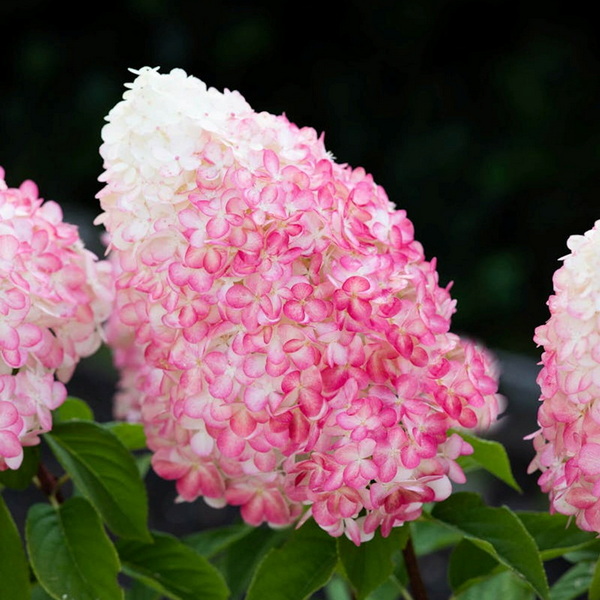Hydrangea paniculata Living Pink &amp; Rose (1)