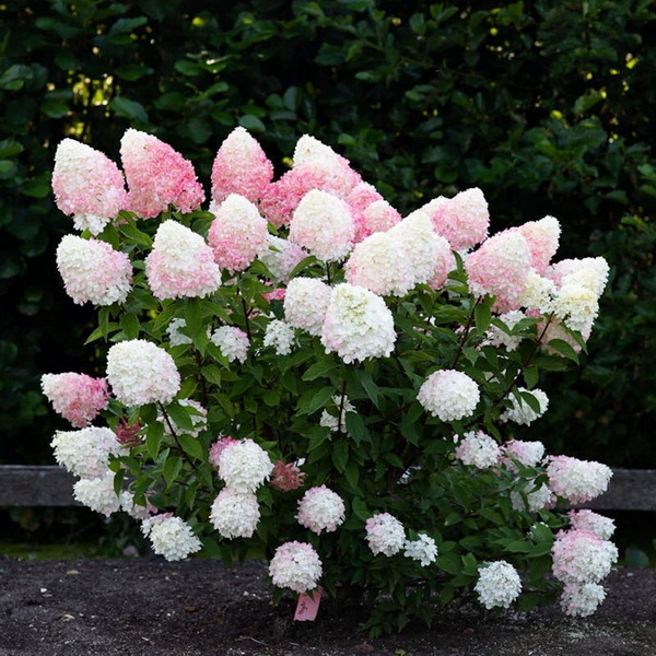Hydrangea paniculata Living Pink &amp; Rose (3)