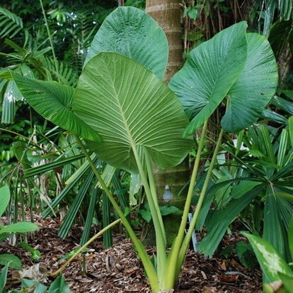 Alocasia macrorrhizos (2)