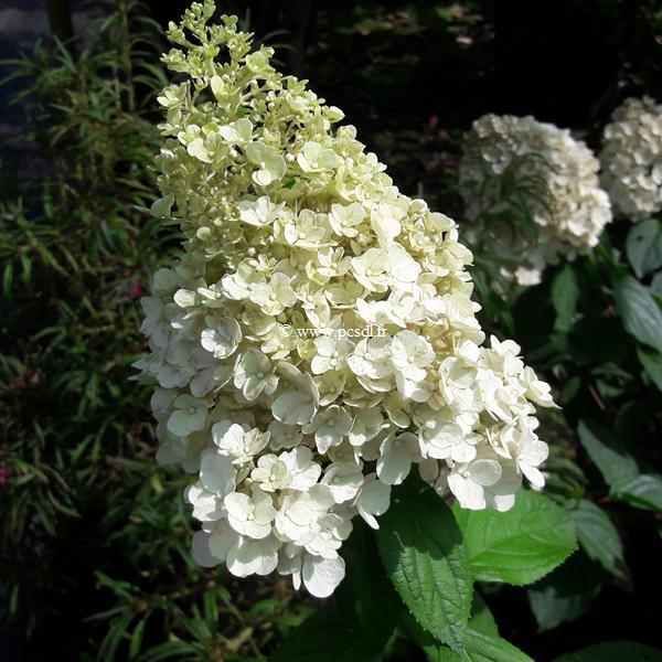 Hydrangea paniculata Kilimanjaro (1)