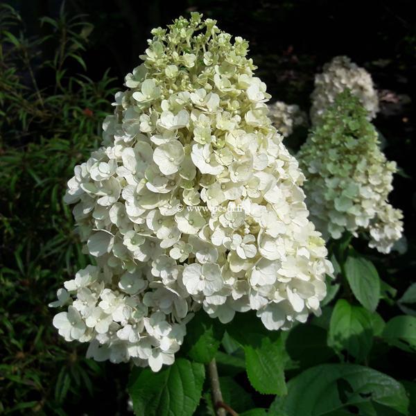 Hydrangea paniculata Kilimanjaro (2)