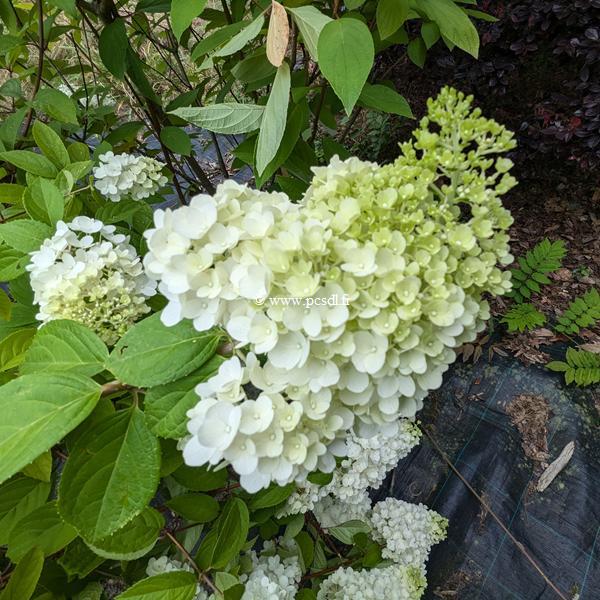 Hydrangea paniculata Kilimanjaro (3)